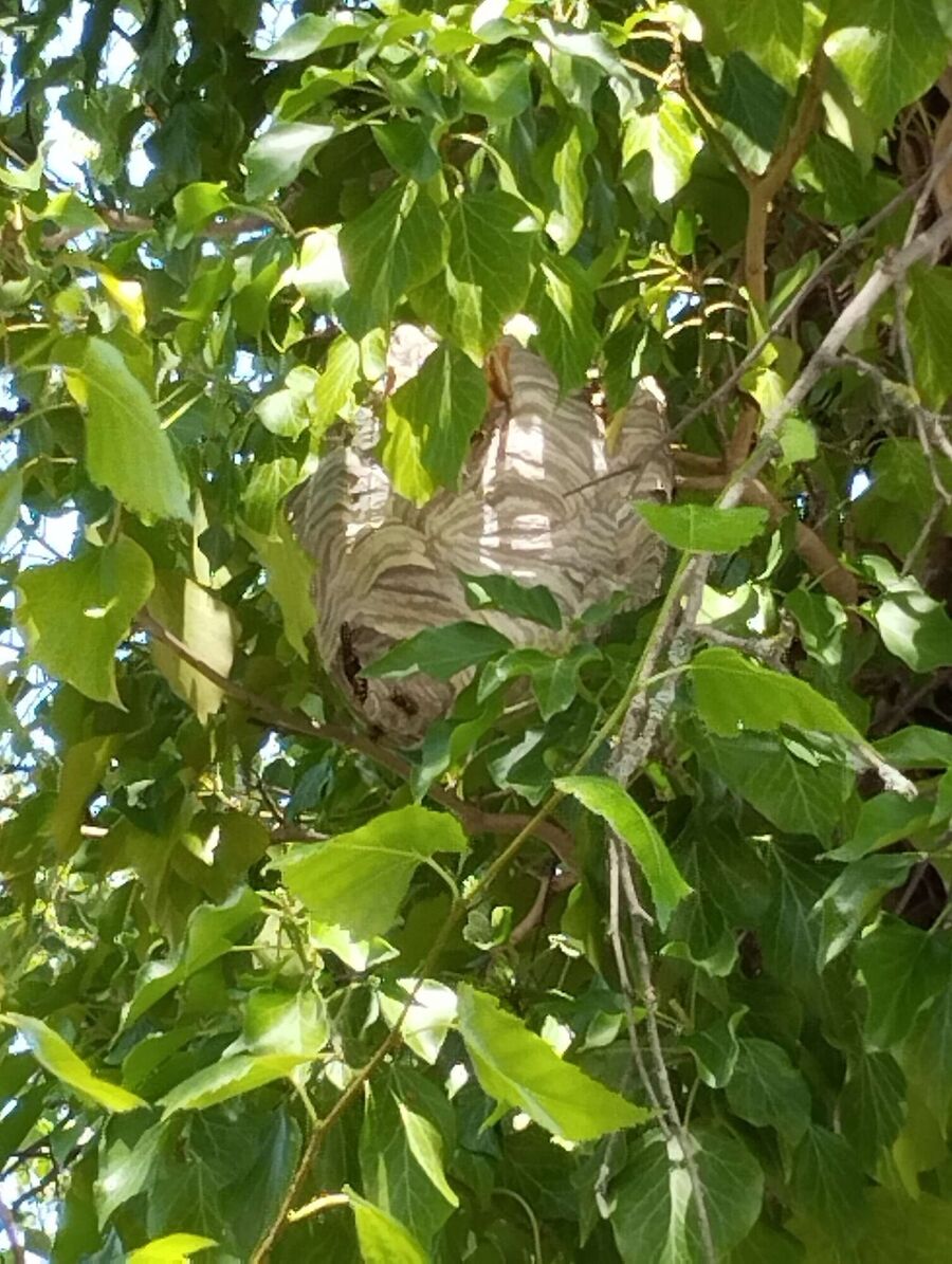 Relocate bees & remove bee nest