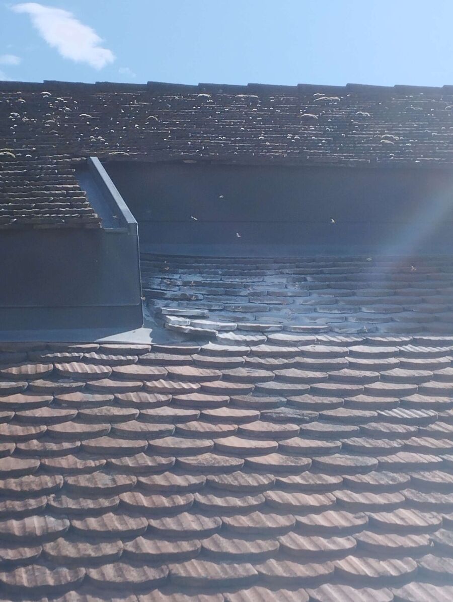 Bee nest at the house remove