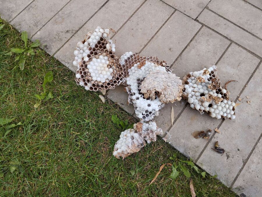 Bee nest at the house remove