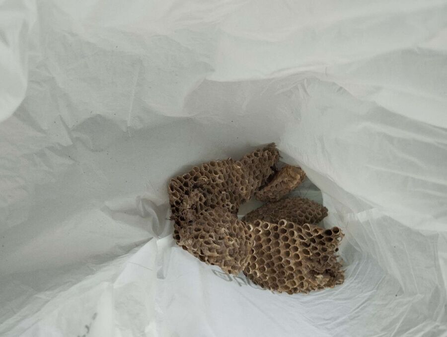 Bee nest at the house remove