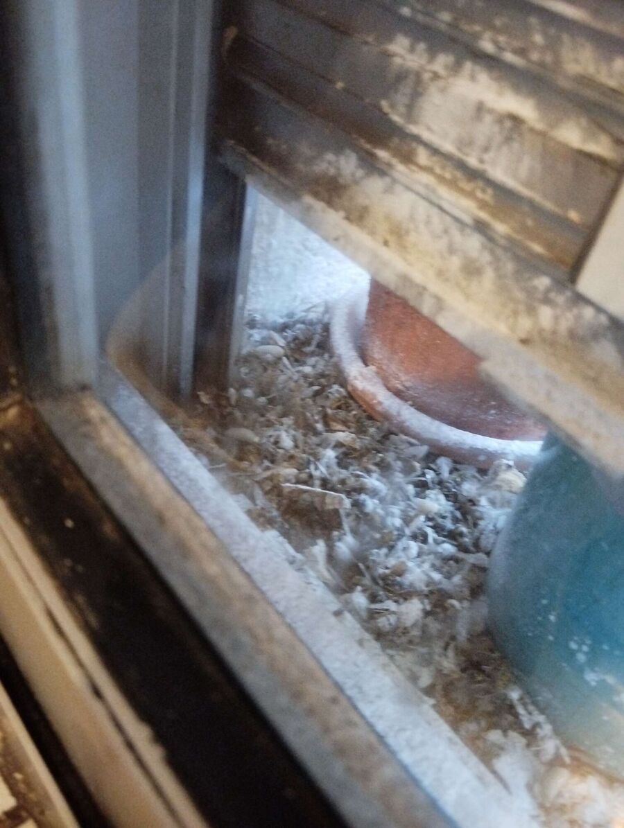 Bee nest at the house remove