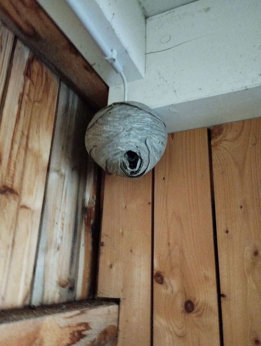 Relocate bees & remove bee nest