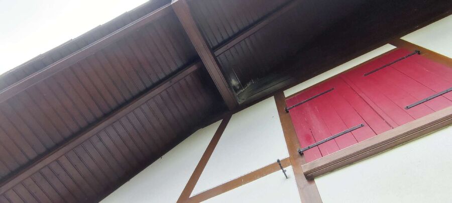 Relocate bees & remove bee nest