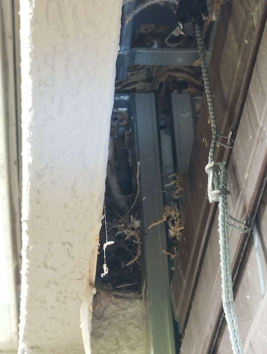 Relocate bees & remove bee nest