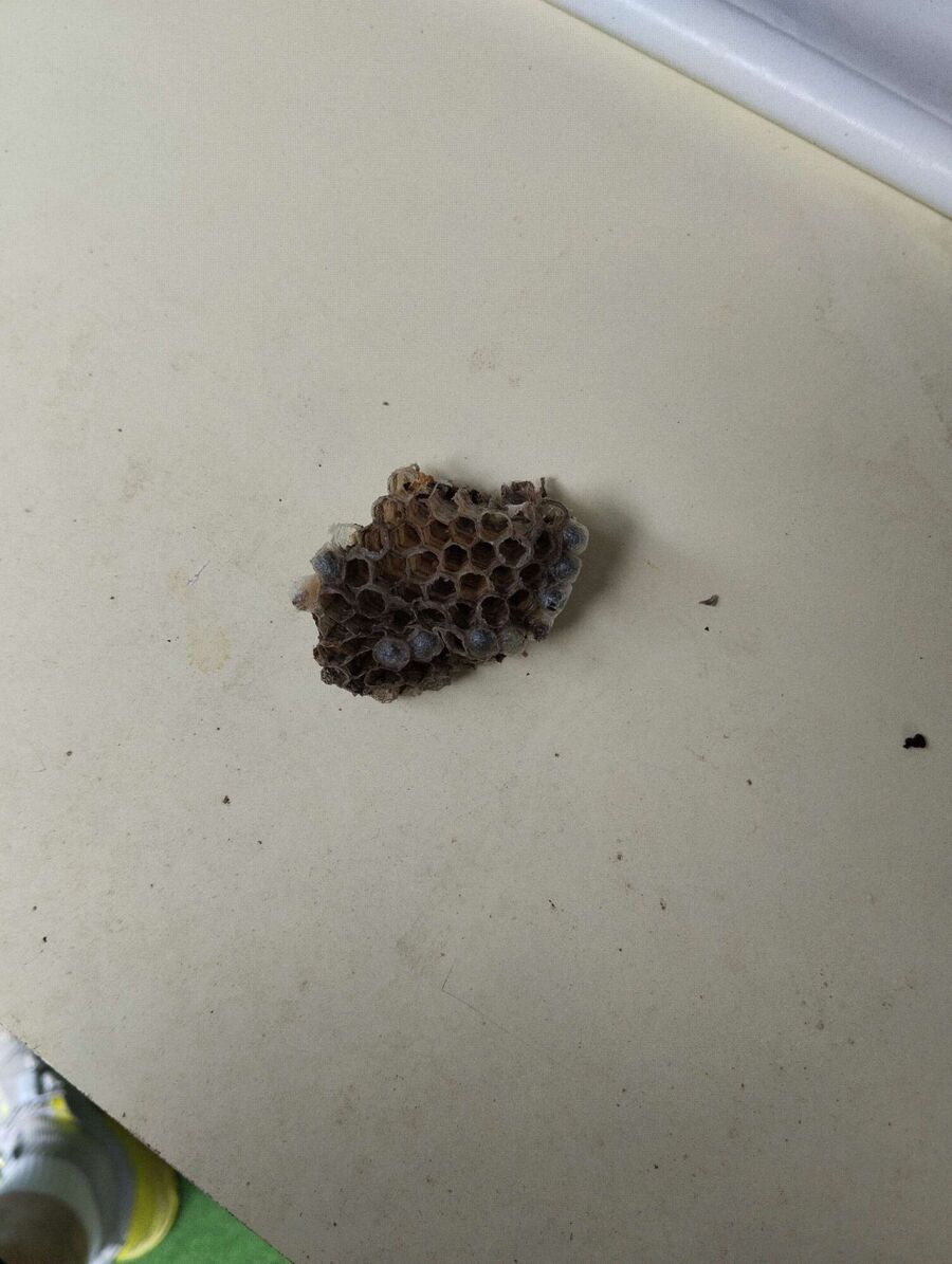 Bee nest at the house remove