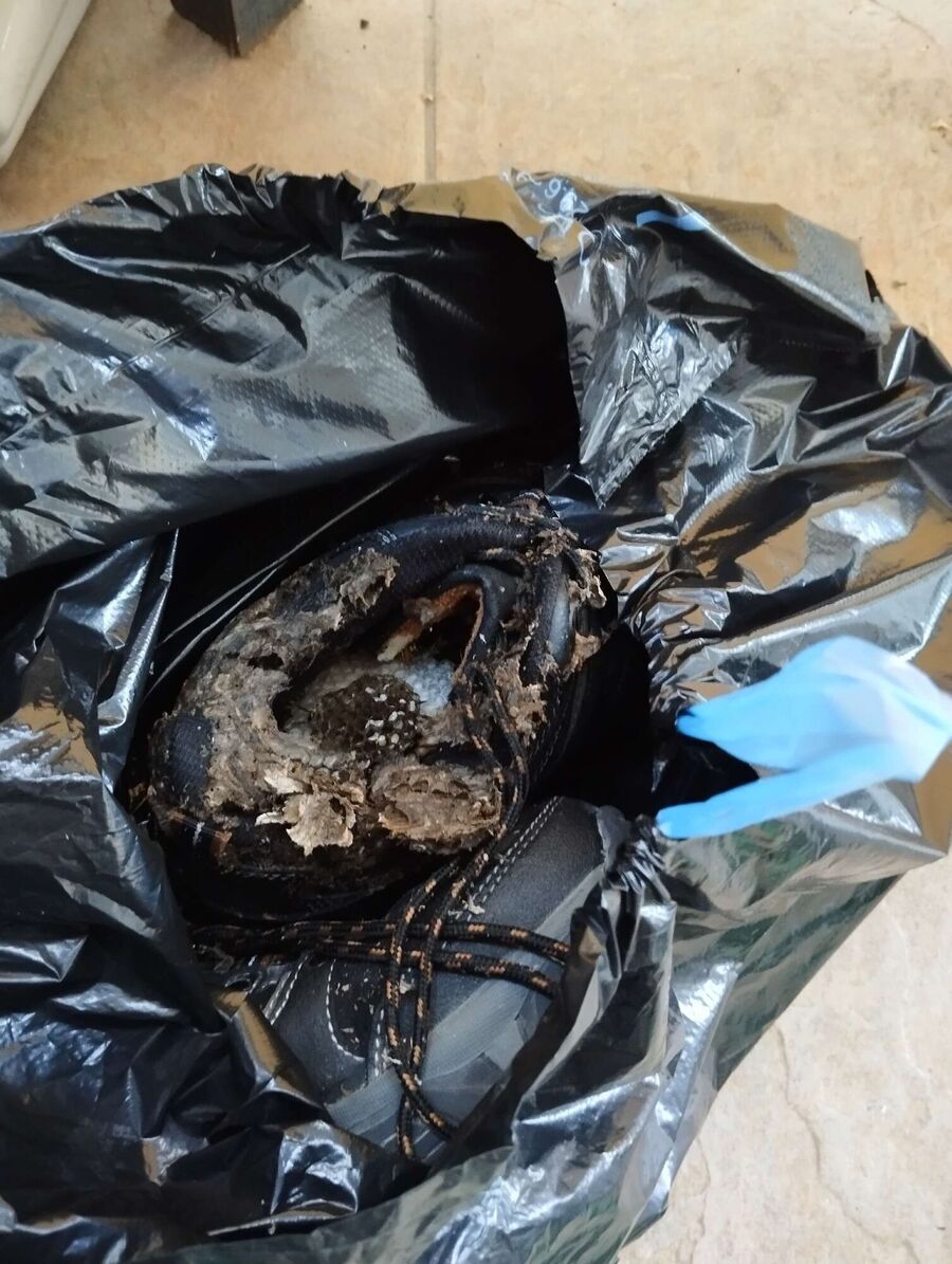 Relocate bees & remove bee nest