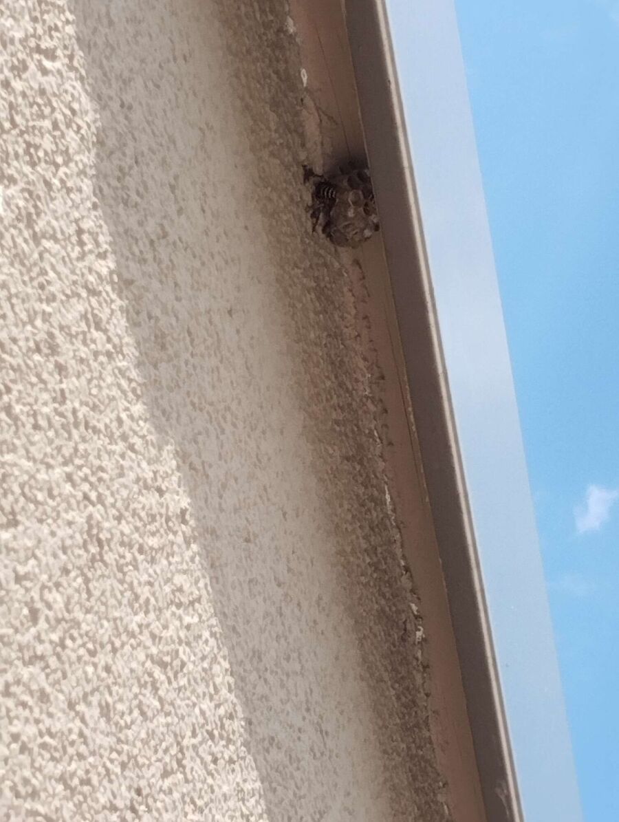 Bee nest at the house remove