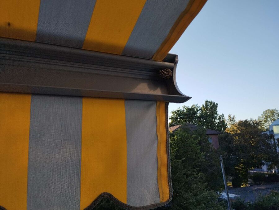 Bee nest at the house remove