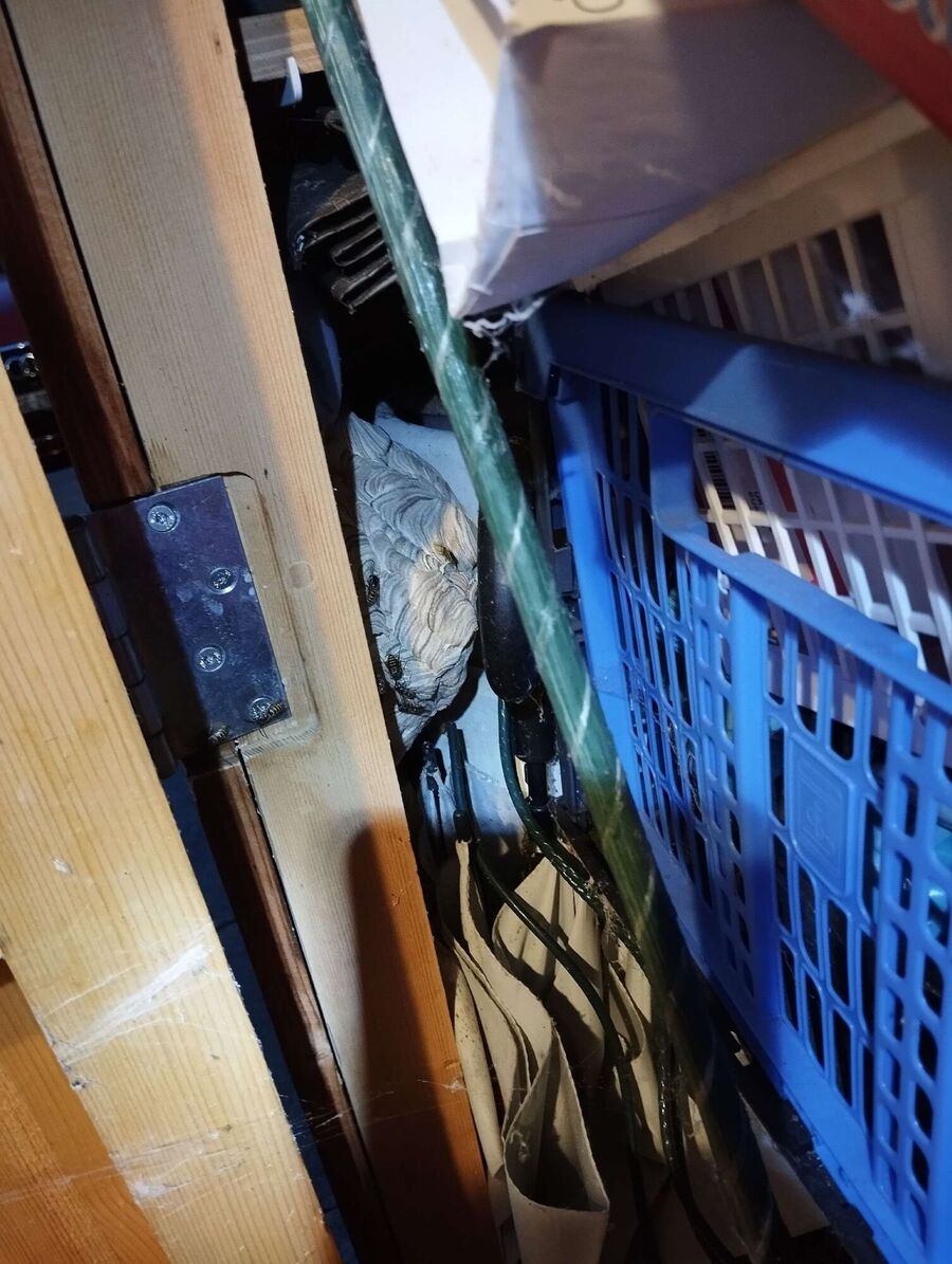 Bee nest at the house remove