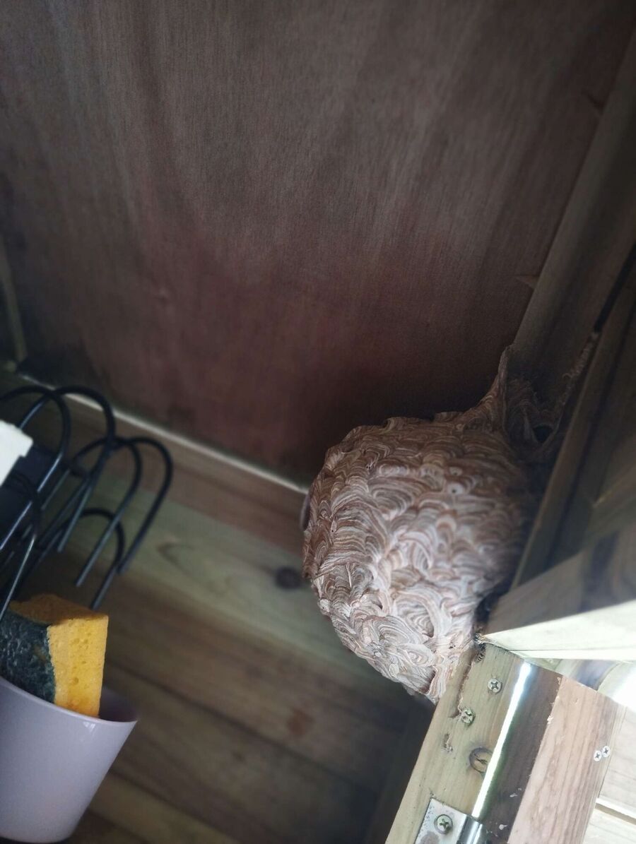 Relocate bees & remove bee nest