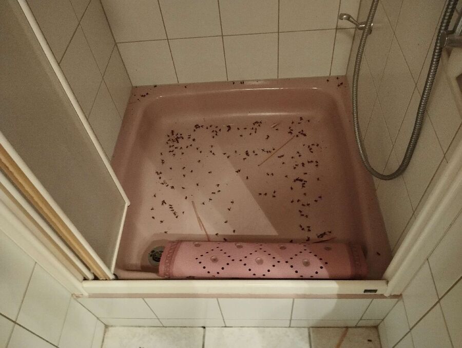 Relocate bees & remove bee nest