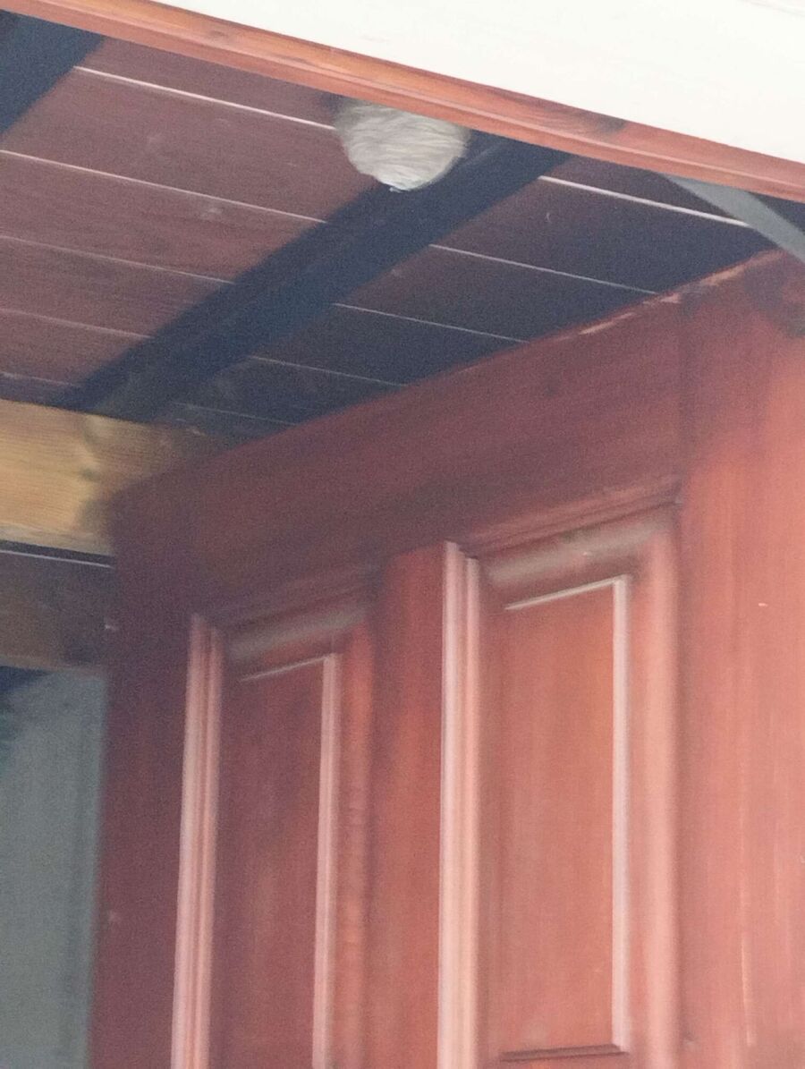 Bee nest at the house remove