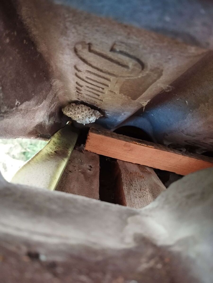 Bee nest at the house remove