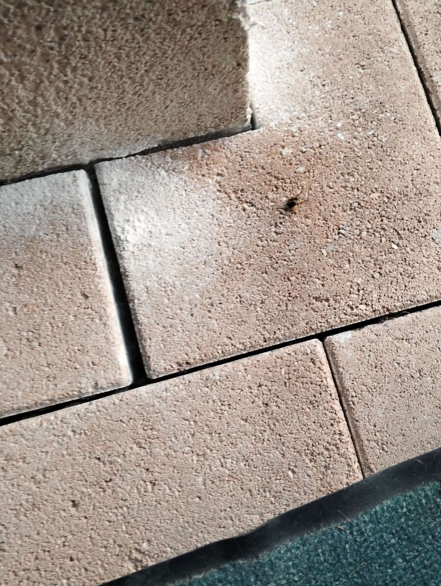 Bee nest at the house remove