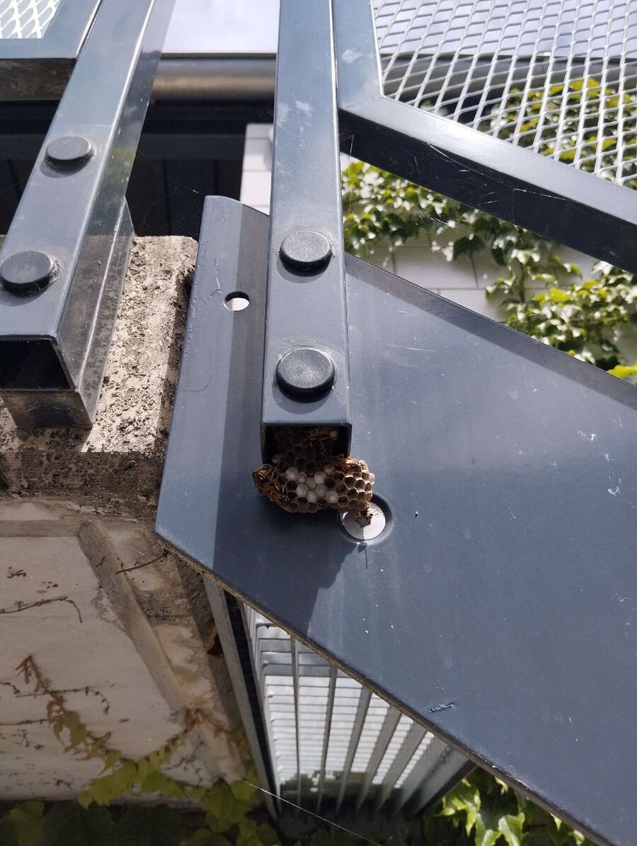 Bee nest at the house remove