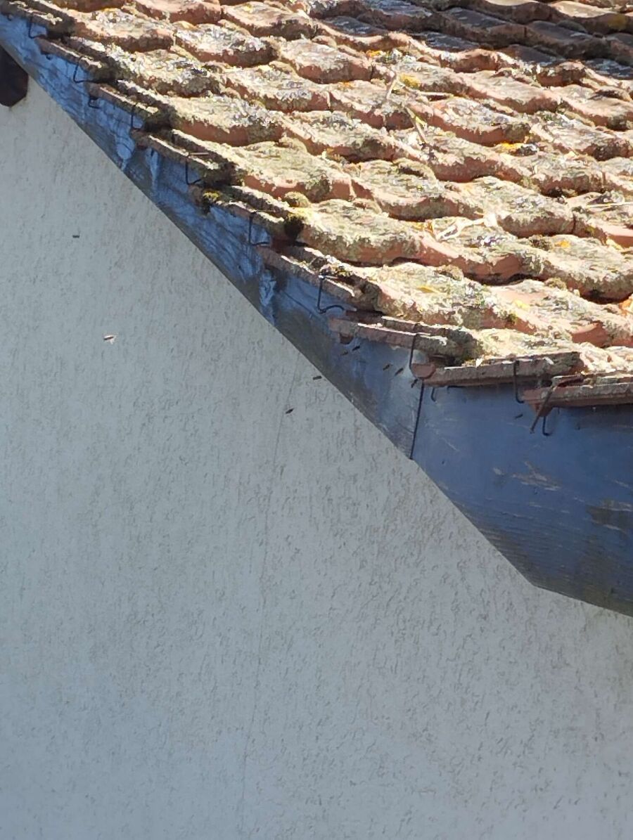 Bee nest at the house remove