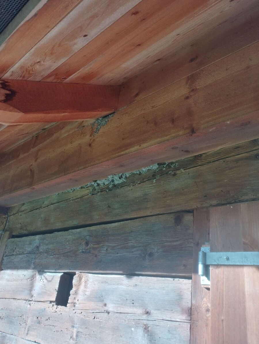 Bee nest at the house remove