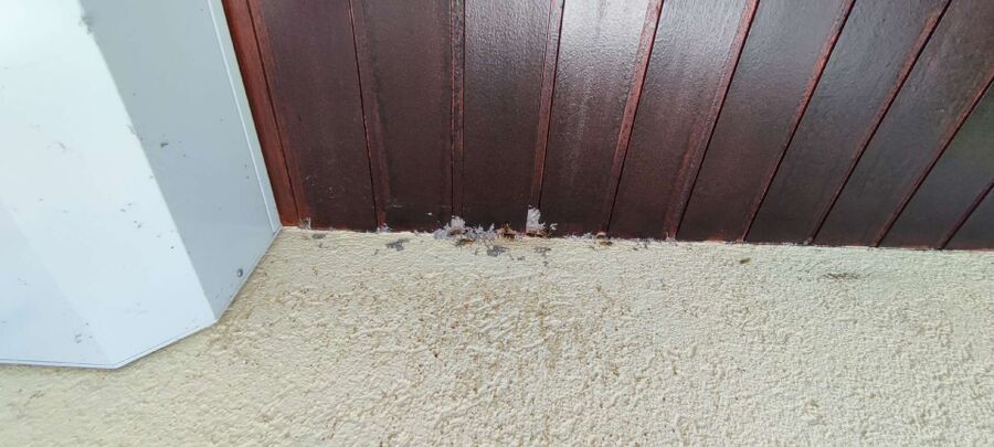 Relocate bees & remove bee nest