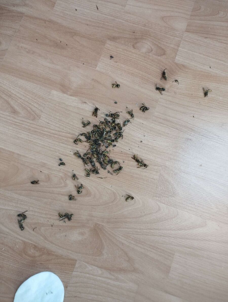 Relocate bees & remove bee nest