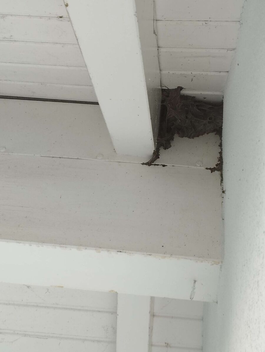 Bee nest at the house remove