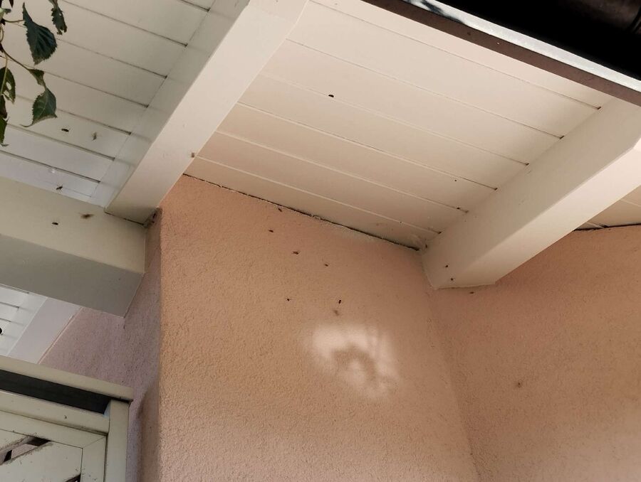 Bee nest at the house remove