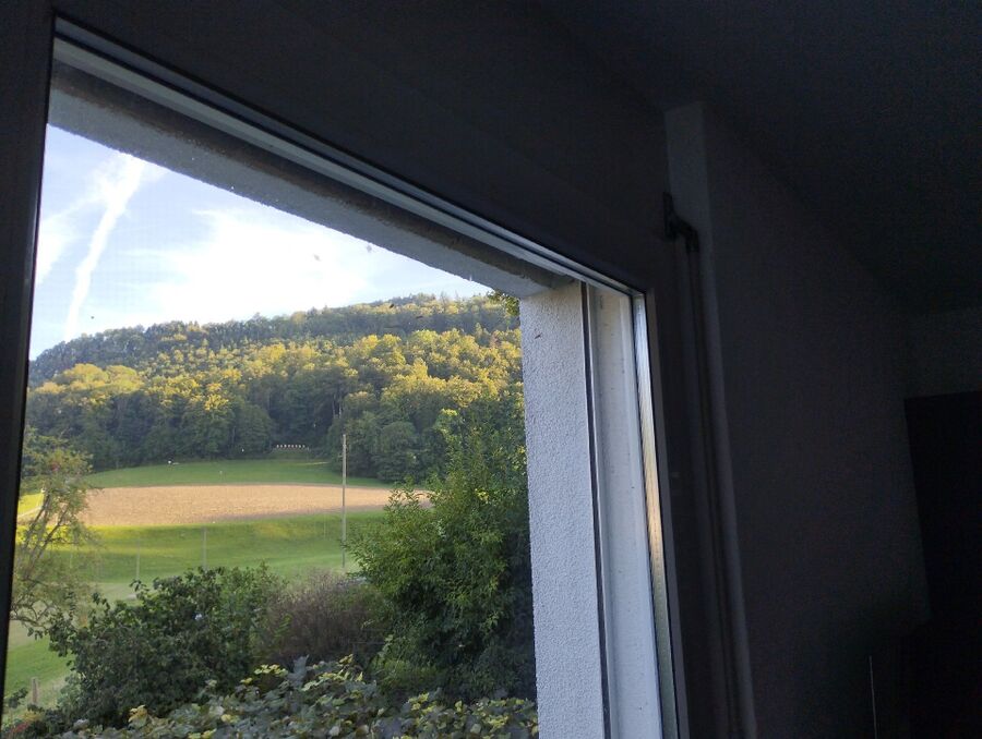 Bee nest at the house remove