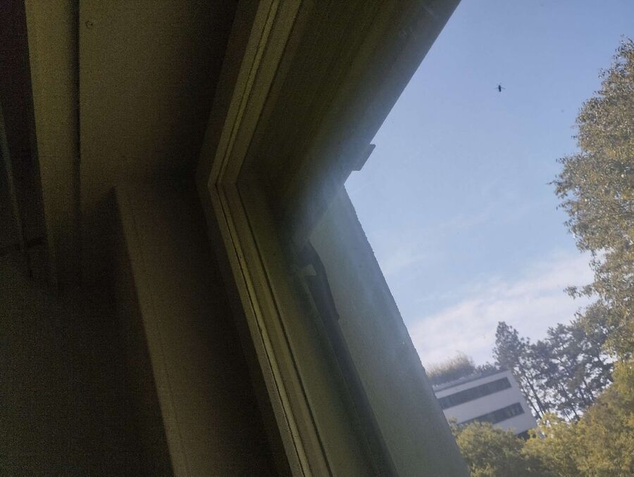 Bee nest at the house remove