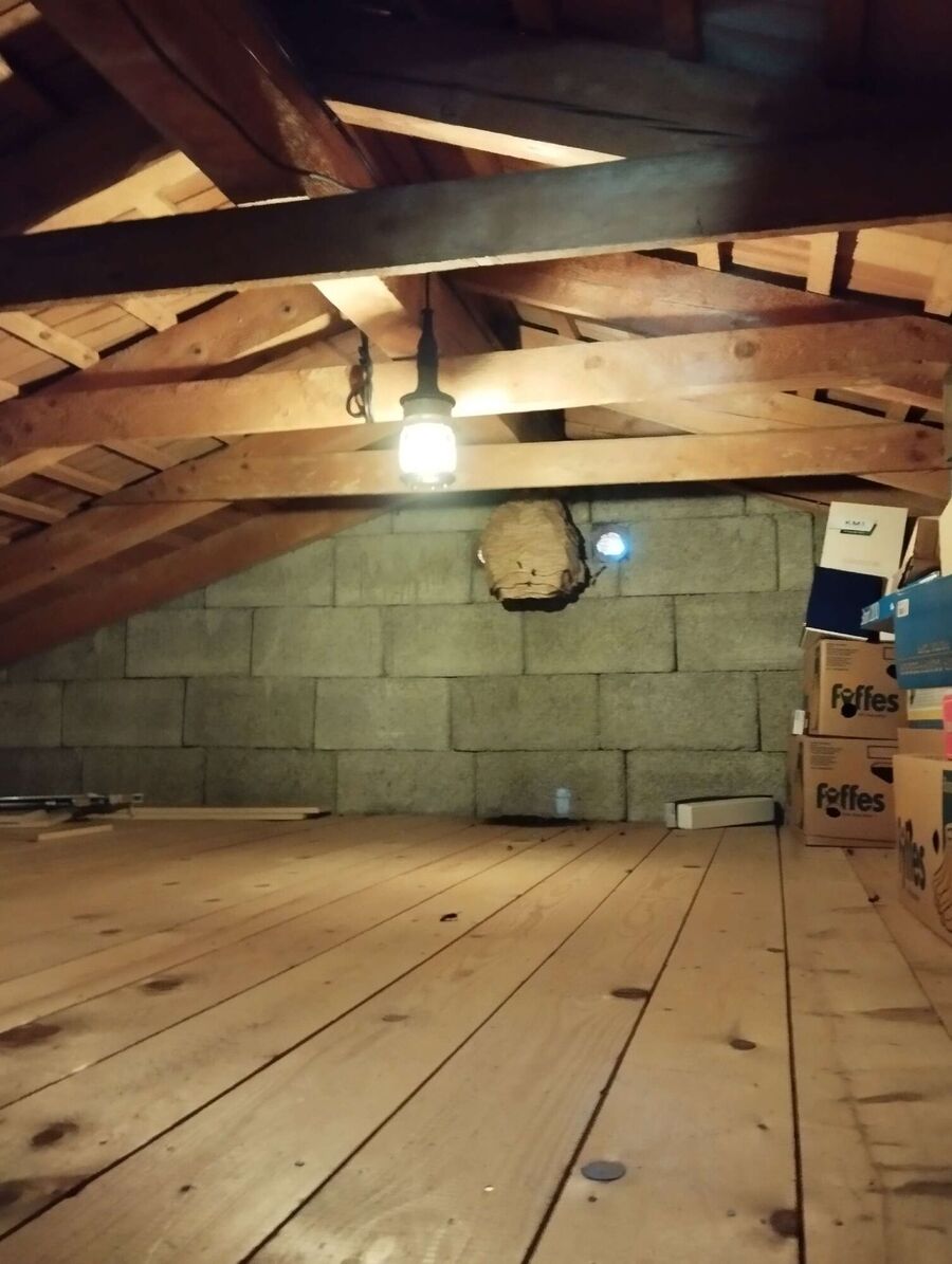 Relocate bees & remove bee nest