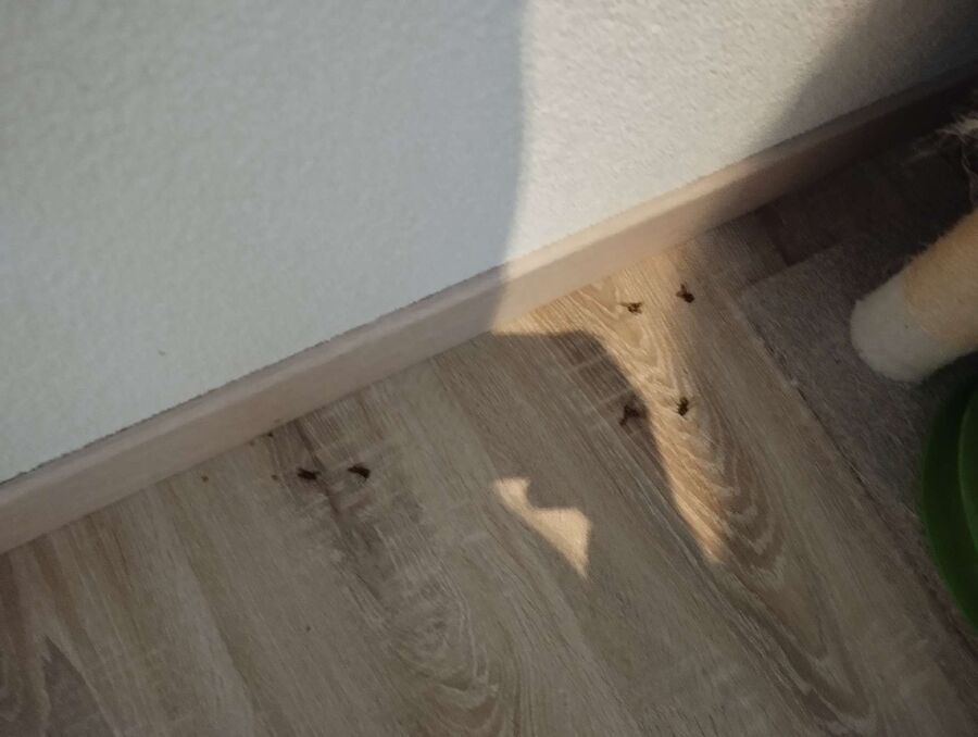 Bee nest at the house remove