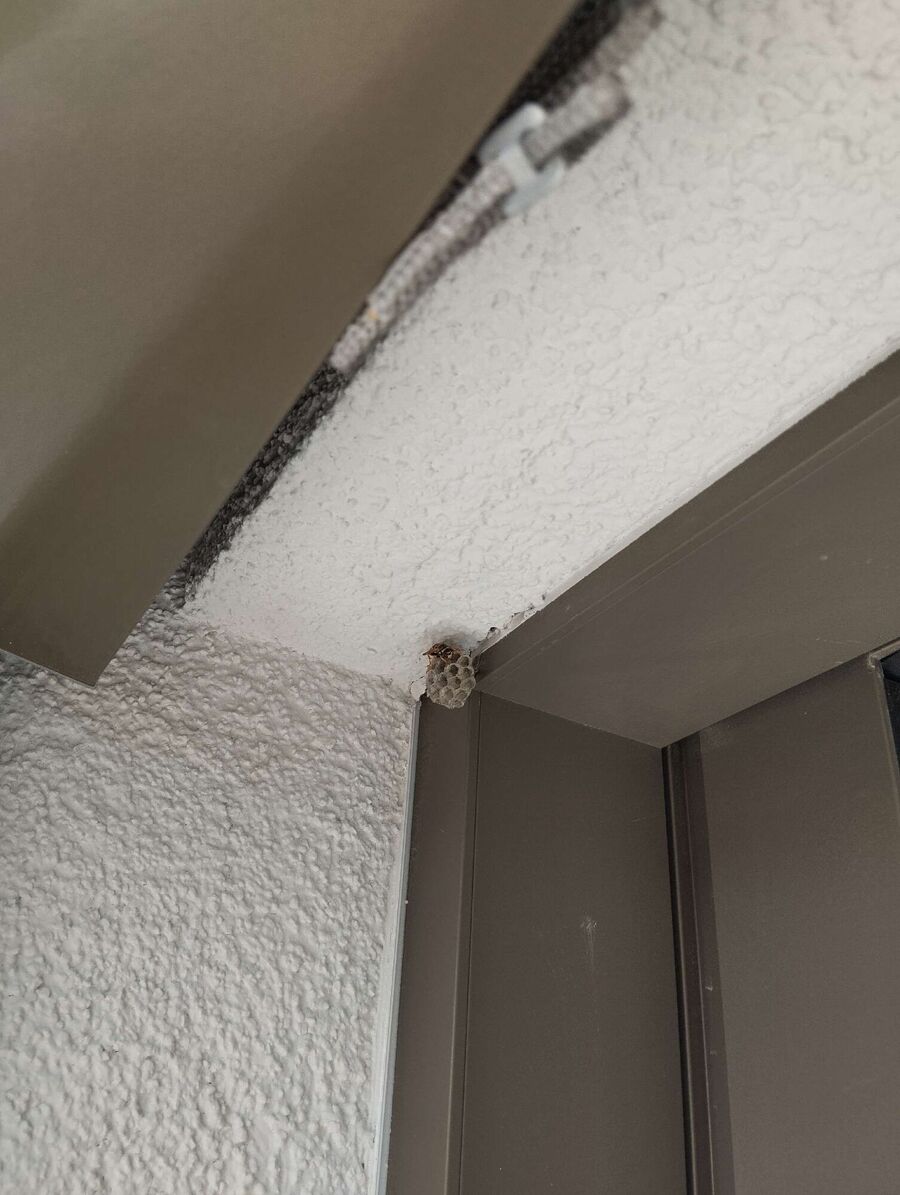 Bee nest at the house remove