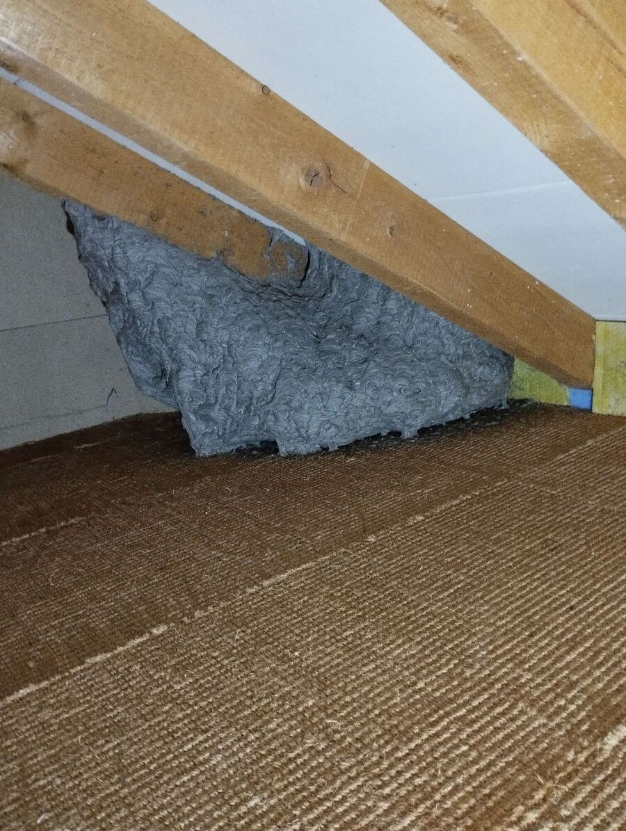 Bee nest at the house remove