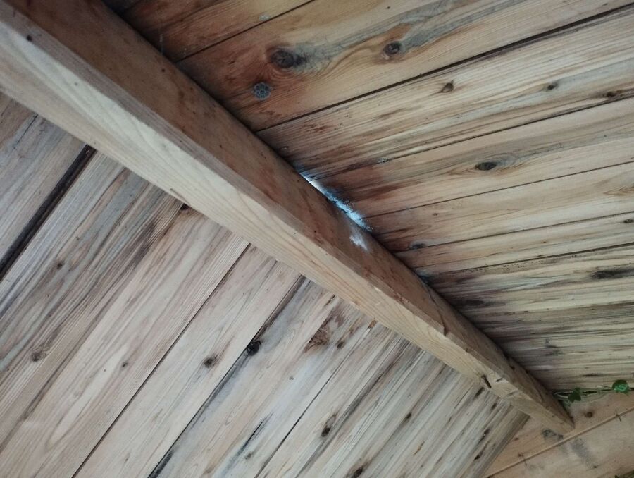 Relocate bees & remove bee nest