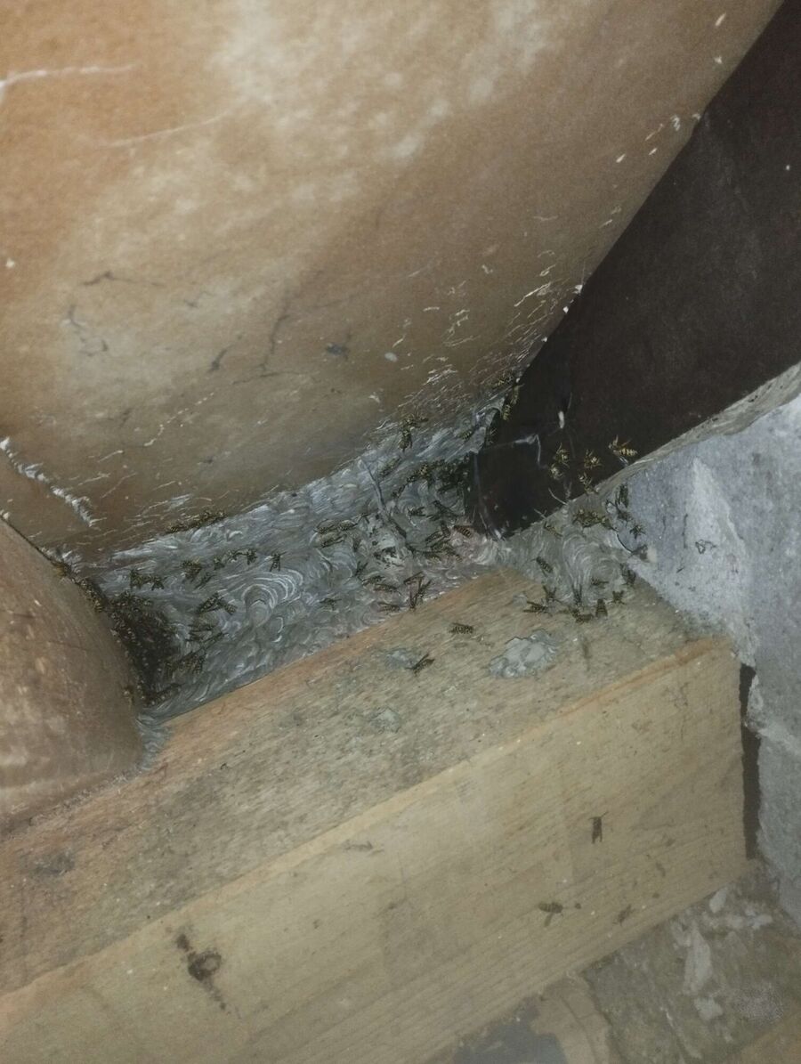 Bee nest at the house remove