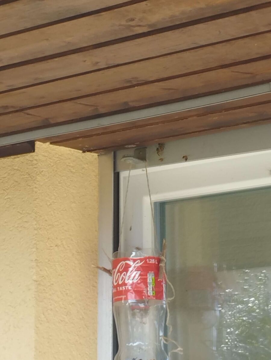 Relocate bees & remove bee nest