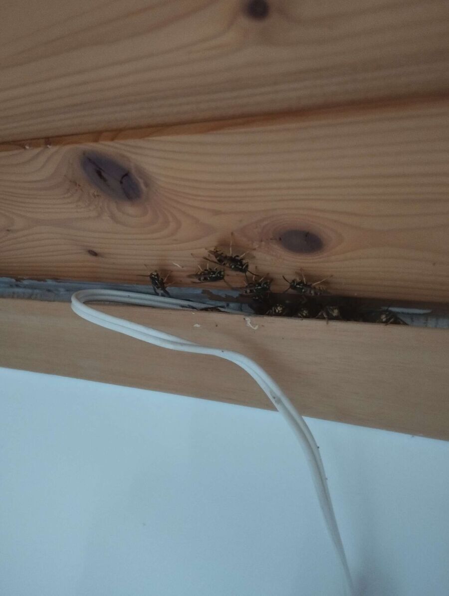 Bee nest at the house remove