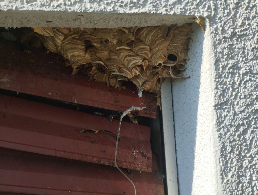 Remove bee nest