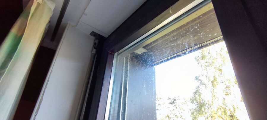 Relocate bees & remove bee nest