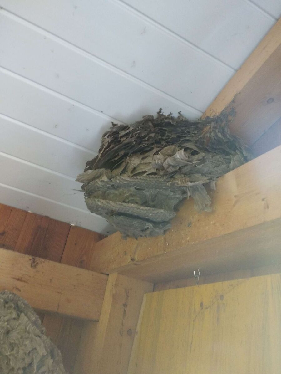 Bee nest at the house remove