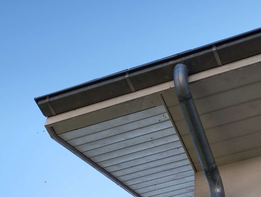 Bee nest at the house remove