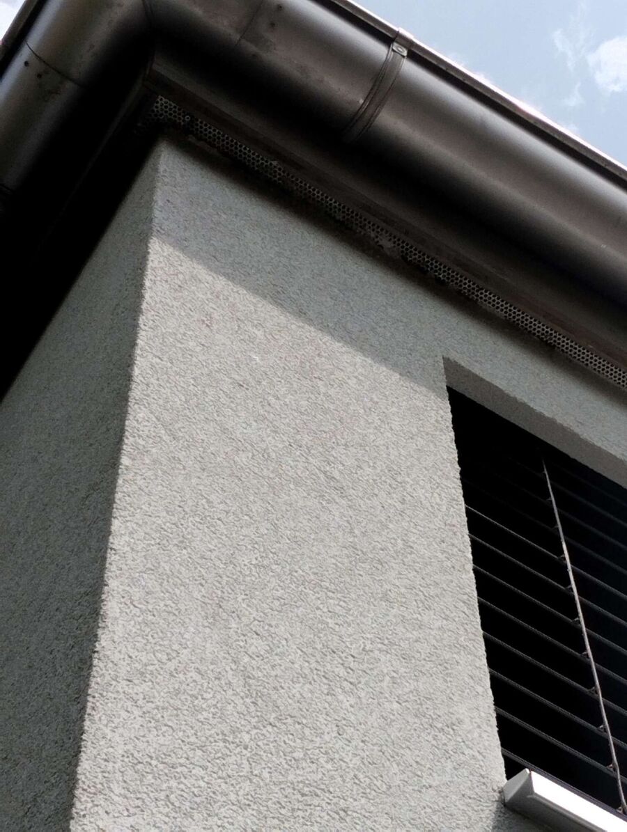 Relocate bees & remove bee nest