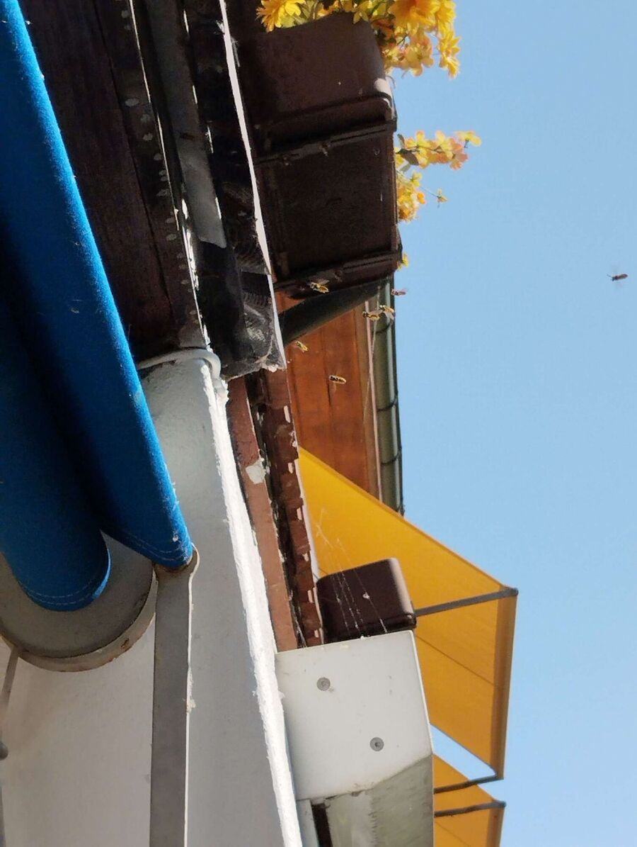 Bee nest at the house remove