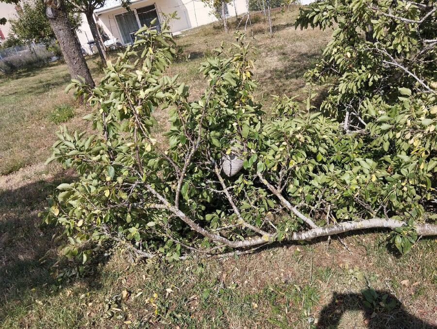 Relocate bees & remove bee nest