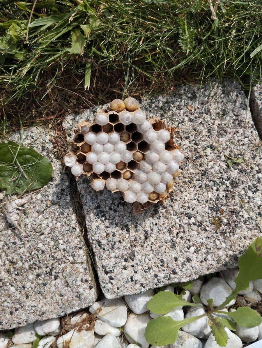 Bee nest at the house remove