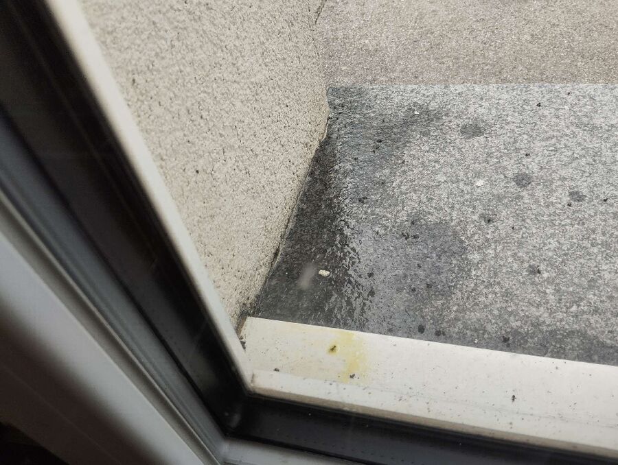 Bee nest at the house remove