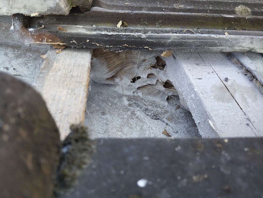 Bee nest at the house remove