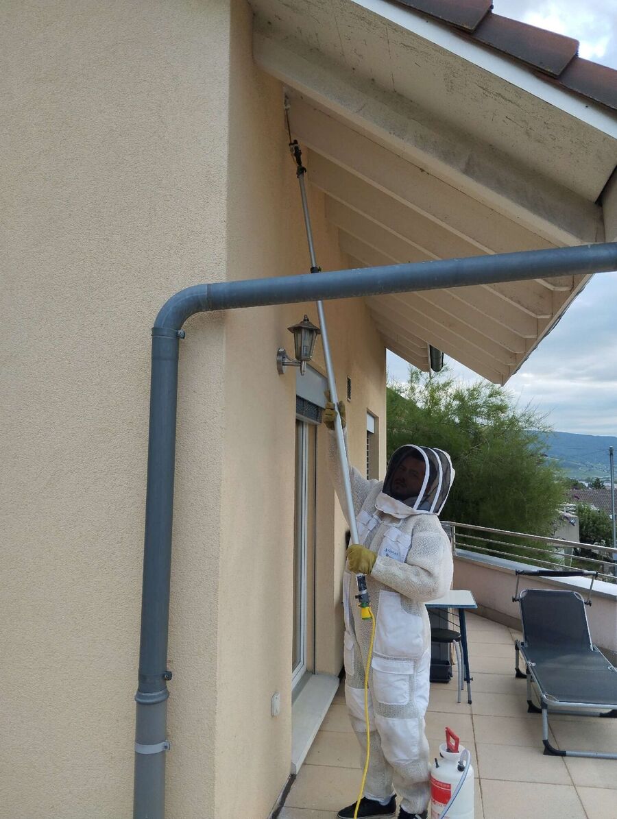 Bee nest at the house remove