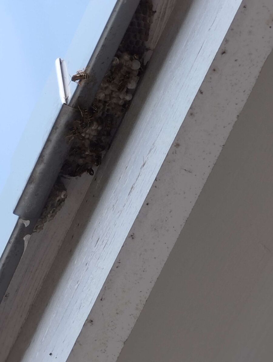Remove bee nest