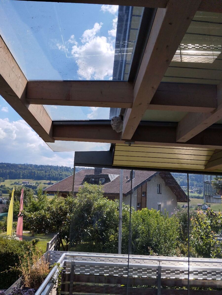 Relocate bees & remove bee nest