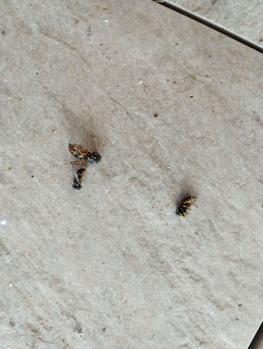 Bee nest at the house remove