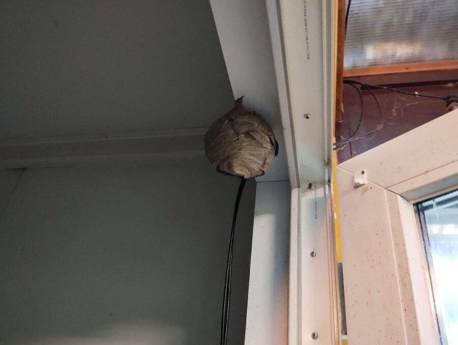 Bee nest at the house remove